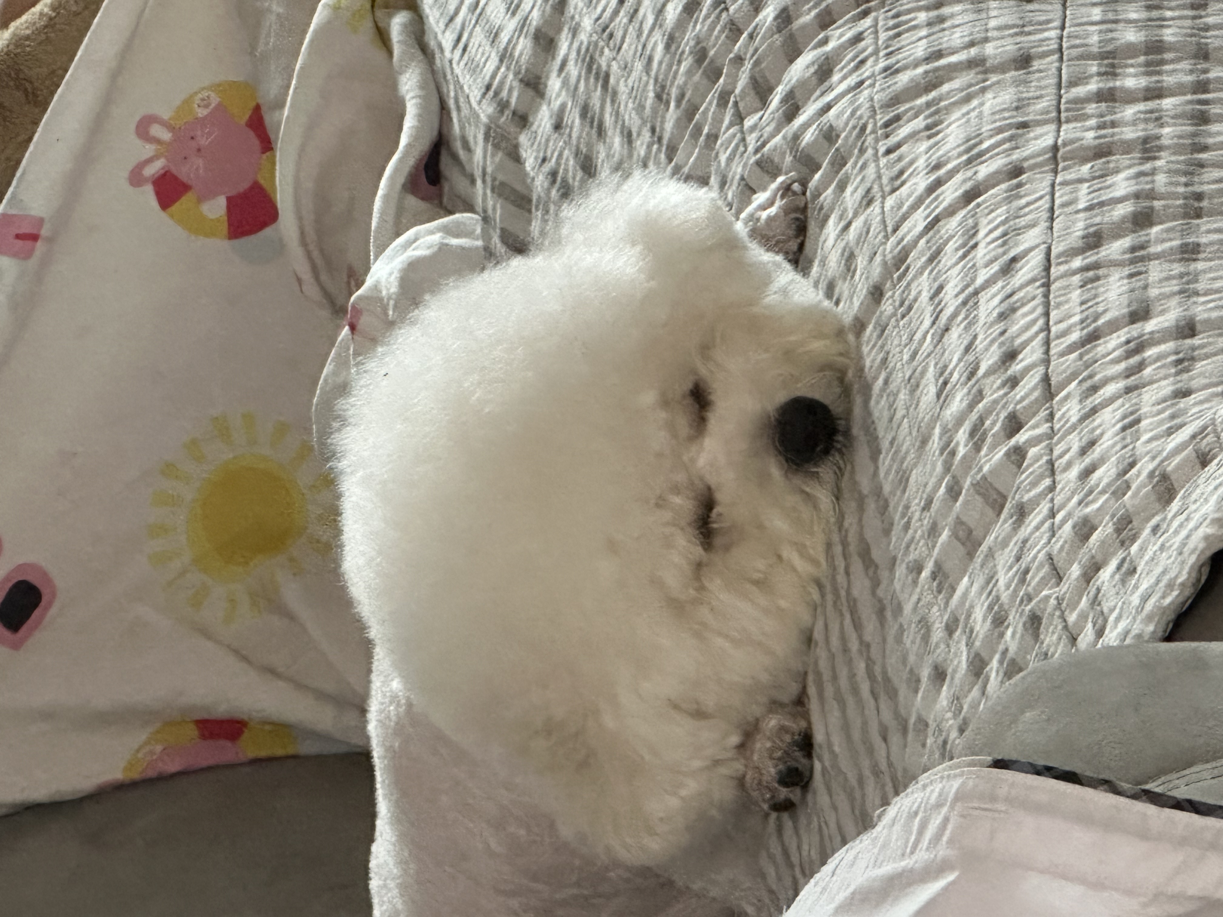 비숑의 귀여운 모습