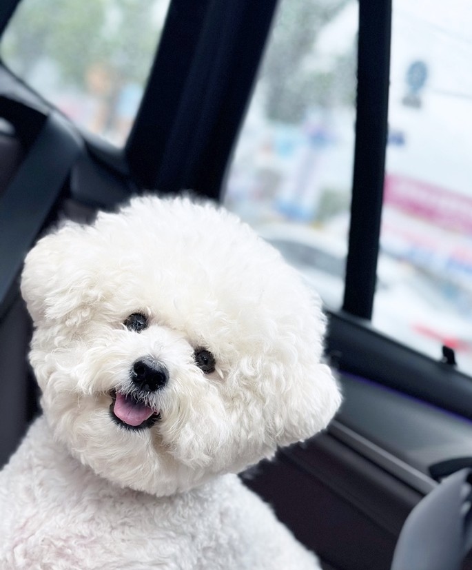 비숑 프리제 메인